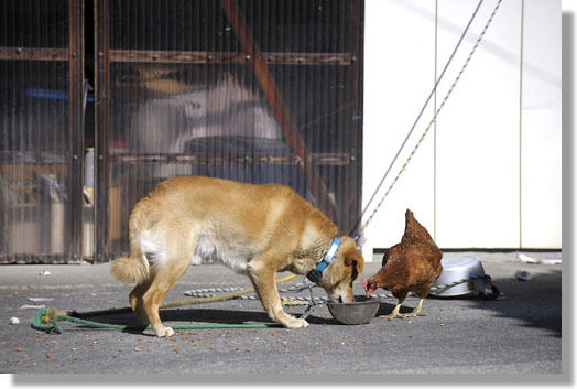 うちのとらまる