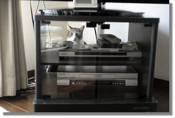 うちのとらまる