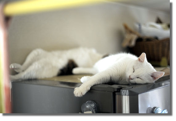 うちのとらまる