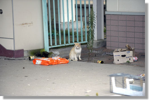 うちのとらまる