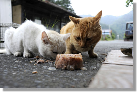 うちのとらまる