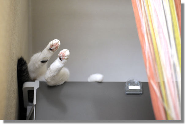 うちのとらまる