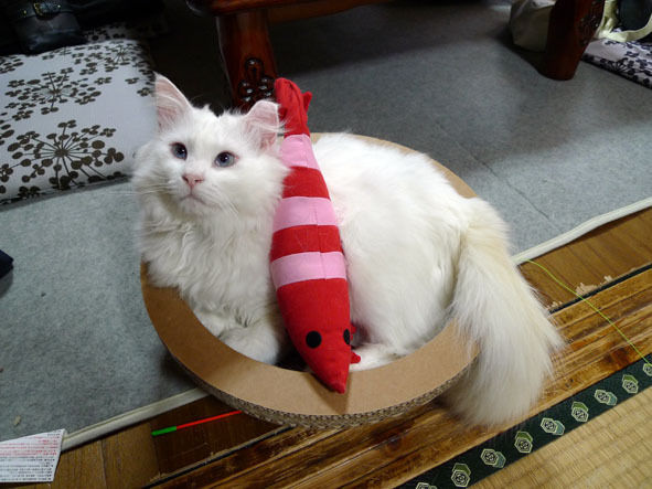 うちのとらまる