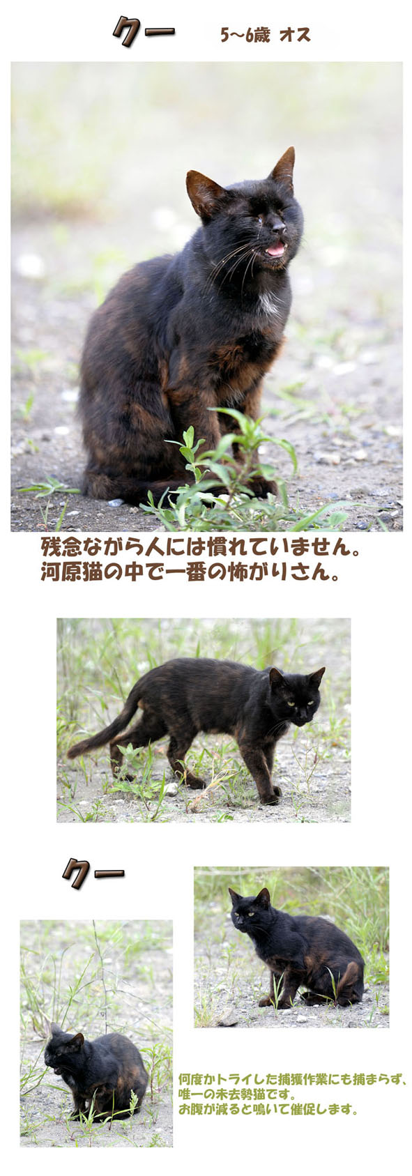 うちのとらまる