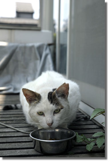 うちのとらまる