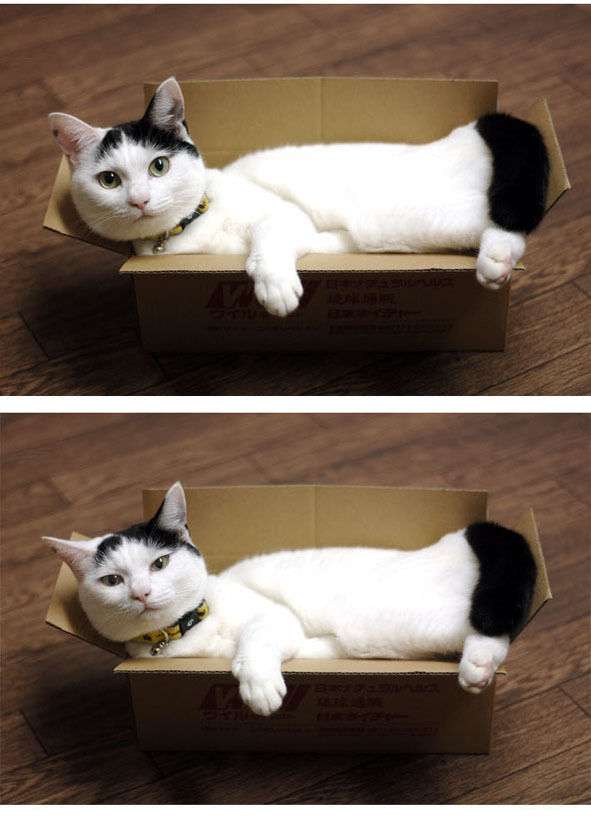 うちのとらまる