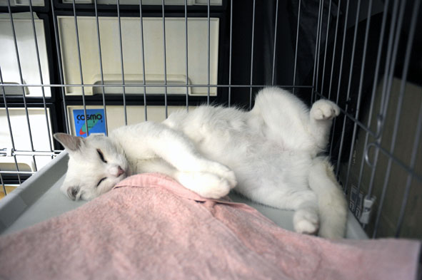 うちのとらまる
