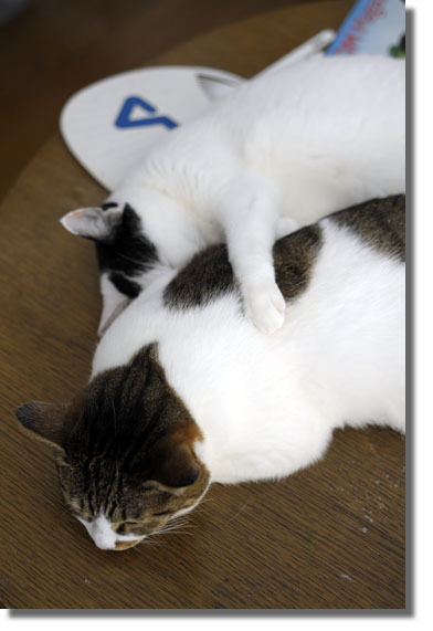 うちのとらまる