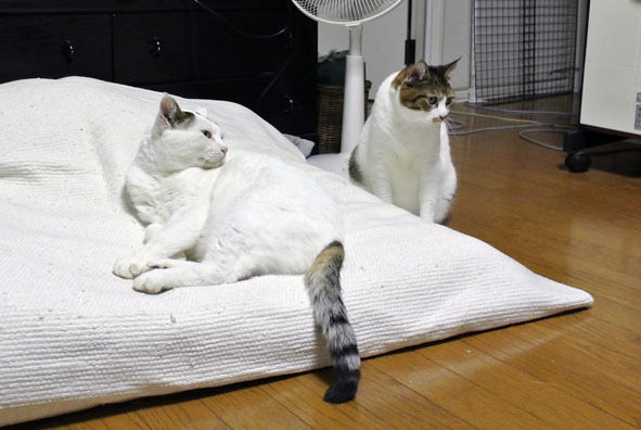 うちのとらまる