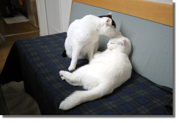 うちのとらまる