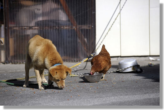 うちのとらまる
