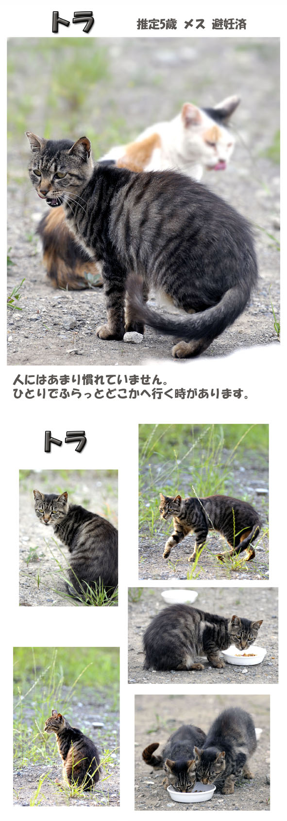 うちのとらまる