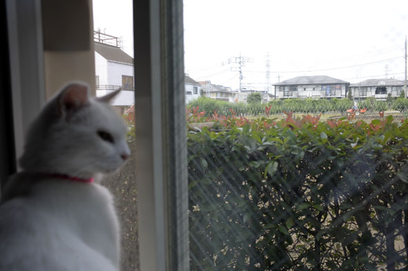 うちのとらまる