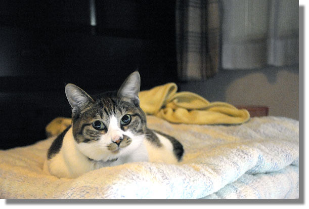 うちのとらまる