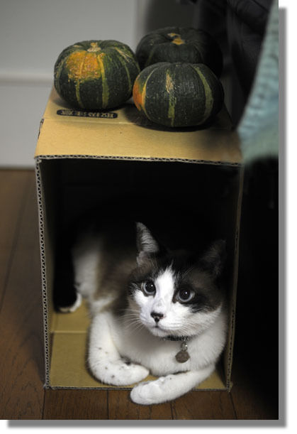 うちのとらまる