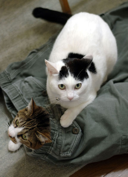 うちのとらまる