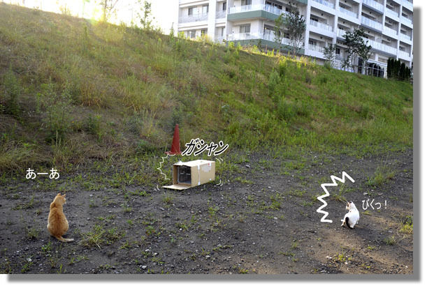 うちのとらまる