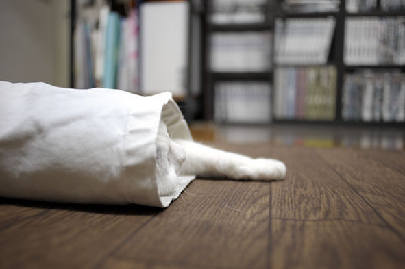うちのとらまる