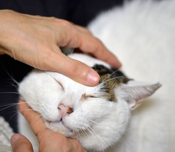 うちのとらまる