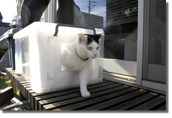 うちのとらまる