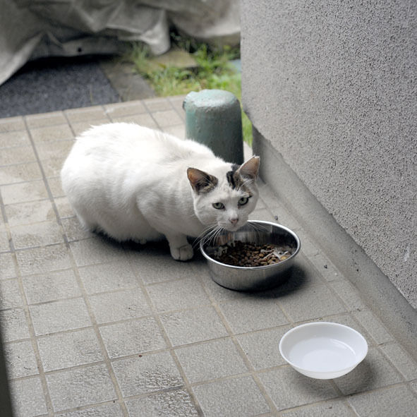 うちのとらまる