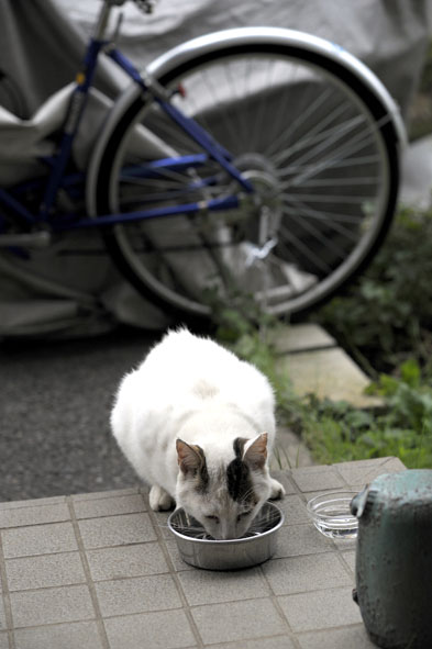 うちのとらまる