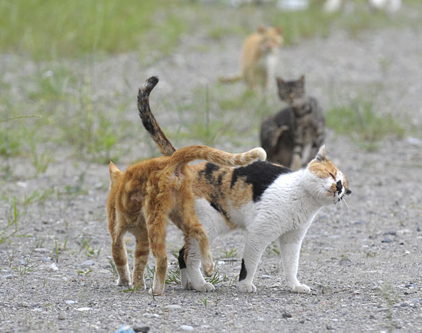 うちのとらまる