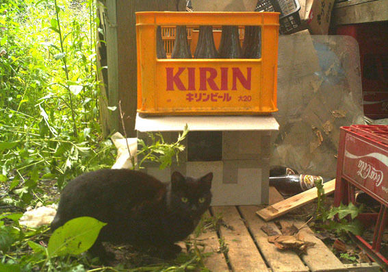 うちのとらまる