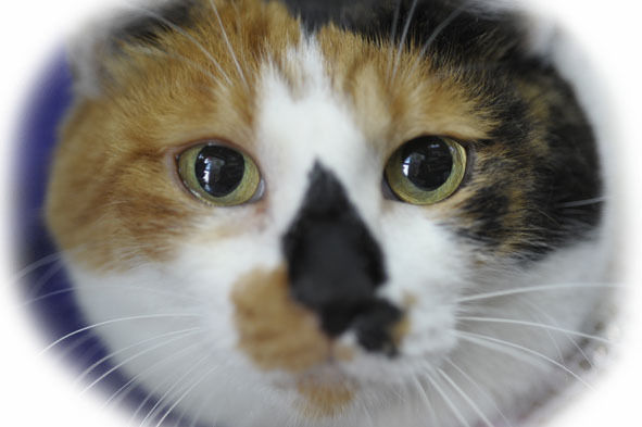 うちのとらまる