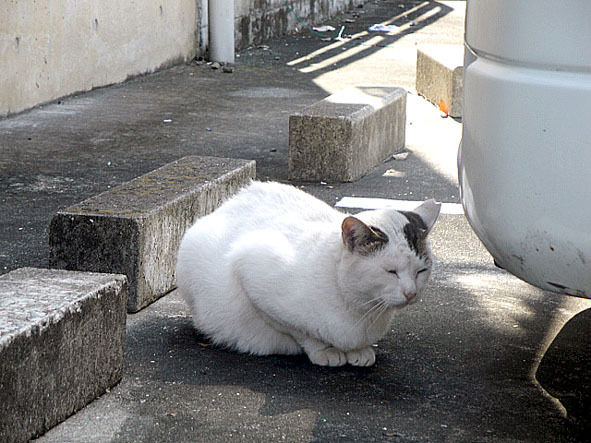 うちのとらまる