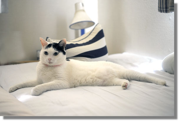 うちのとらまる