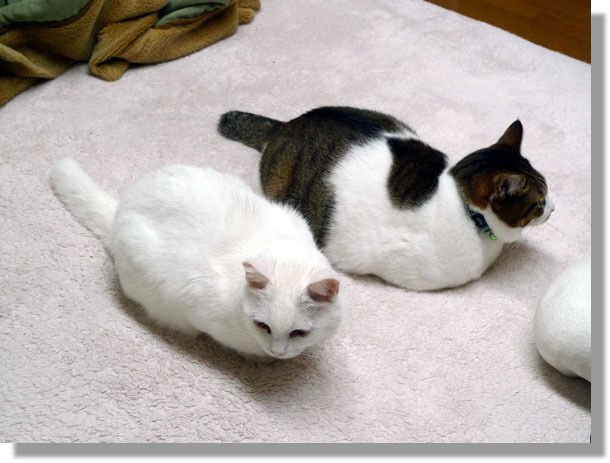 うちのとらまる