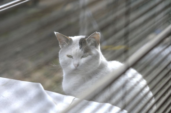 うちのとらまる