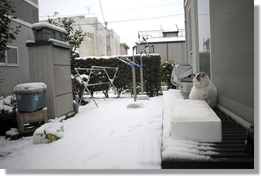 うちのとらまる