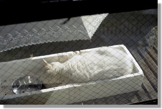 うちのとらまる