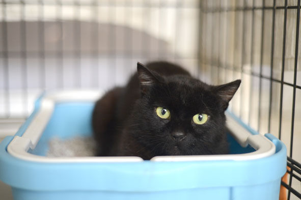 うちのとらまる