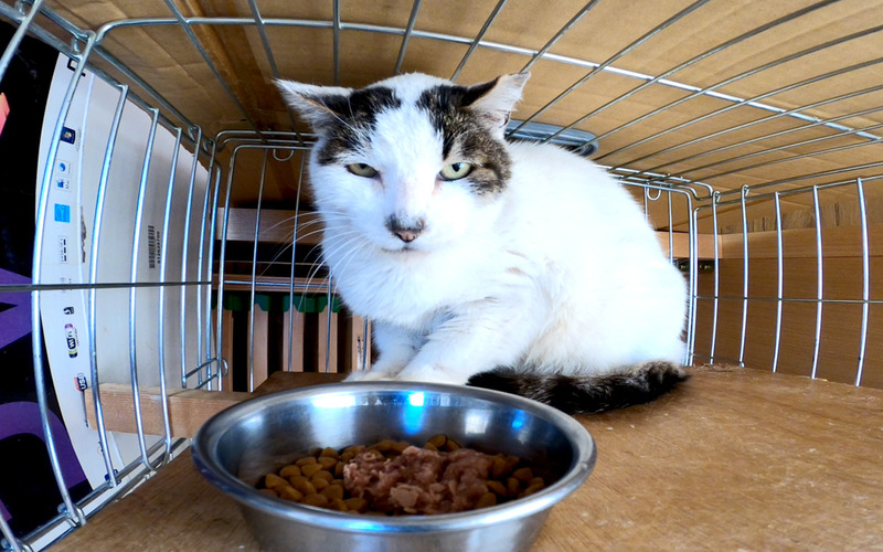 シャーだけのチー