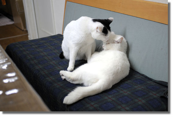 うちのとらまる