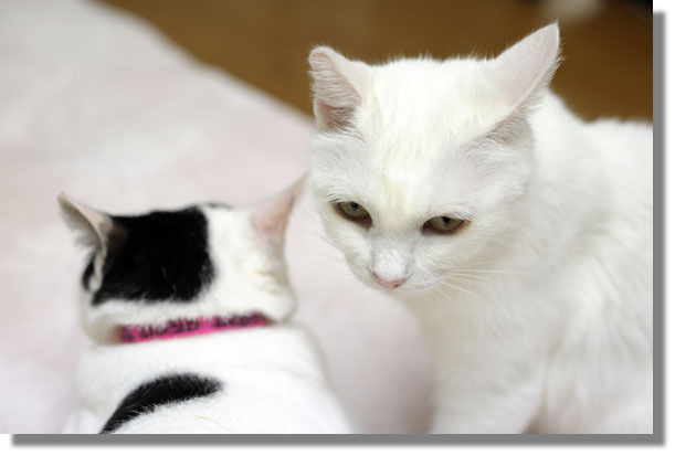 うちのとらまる