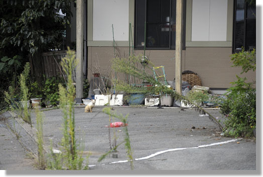 うちのとらまる