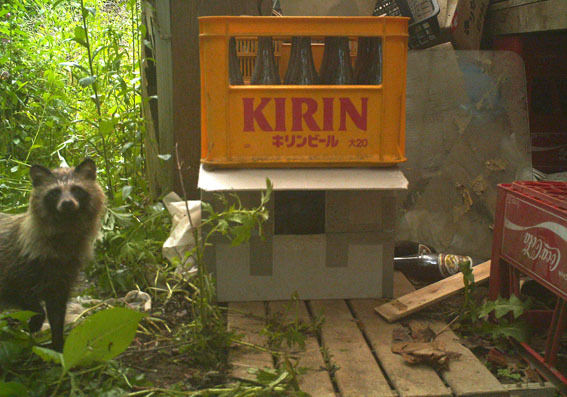 うちのとらまる