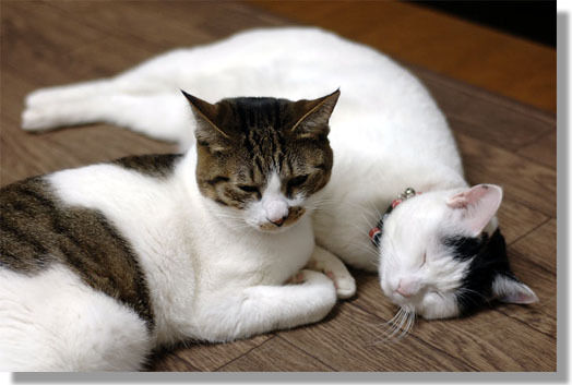 うちのとらまる