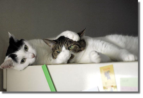 うちのとらまる