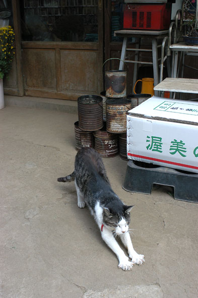 うちのとらまる