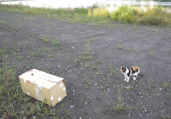 うちのとらまる