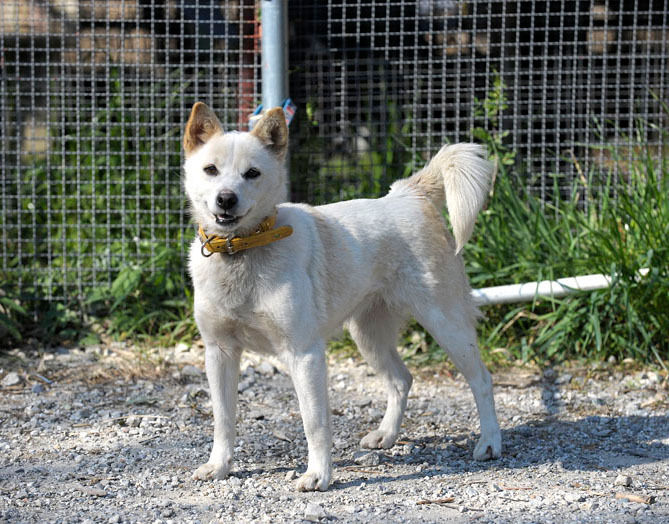 うちのとらまる