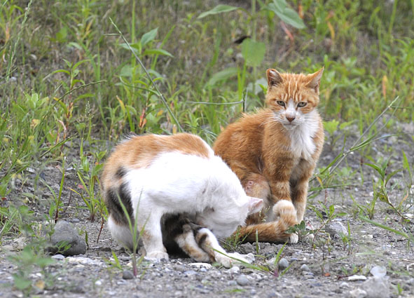 うちのとらまる