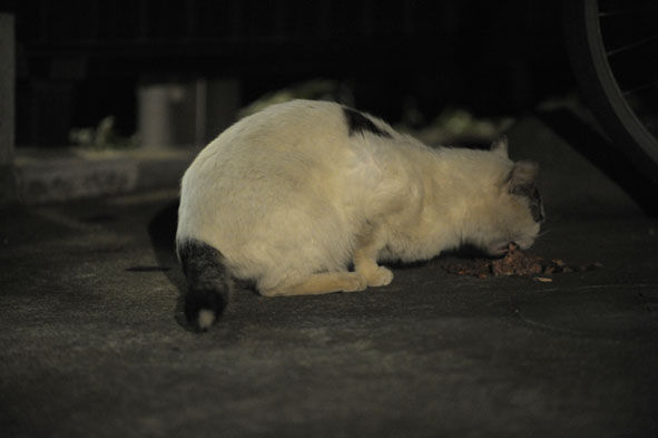 うちのとらまる