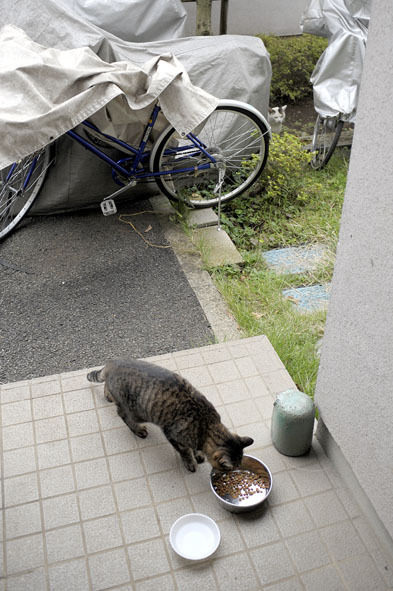 うちのとらまる