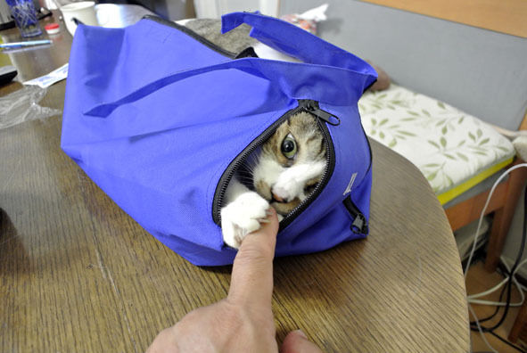 うちのとらまる